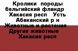 Кролики  породы бельгийский фландр. - Хакасия респ., Усть-Абаканский р-н Животные и растения » Другие животные   . Хакасия респ.